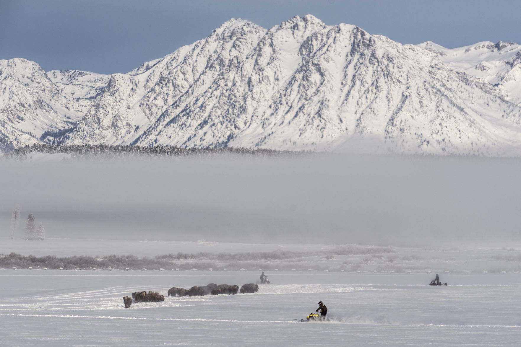 Bison drive in Grand Teton National Park